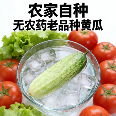 云南露天老品种山黄瓜新鲜生吃