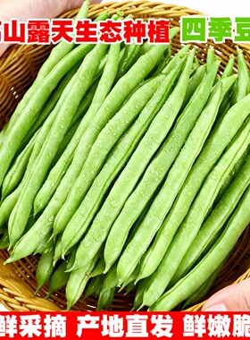 云南四季豆新鲜现摘油豆角露天种植无筋豆嫩豇豆当季农家时令蔬菜