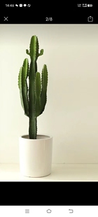 龙骨植物盆栽室内观赏霸王鞭仙人掌量天尺盆景玉麒麟花卉阳台好活