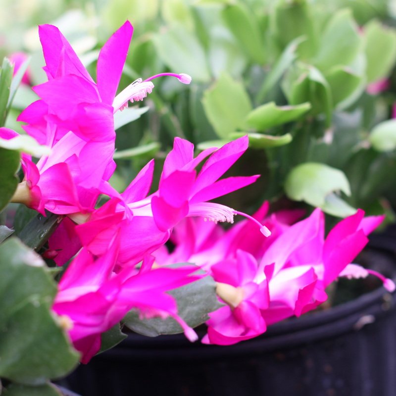 进口雷神系列蟹爪兰莎伦紫色带花苞盆栽室内阳台花卉多肉茗阳园艺