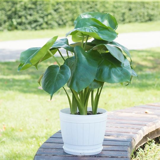阔叶绿植大叶子客厅大颗好养家养除甲醛新房家用龟背竹老桩大盆栽