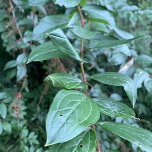 云南山区马桑树千年马鞍子红上天梯阿斯木马桑岩马桑树根
