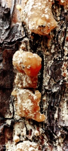 纯天然老松脂老松香广香纯天然中药材老松香,松香老广香