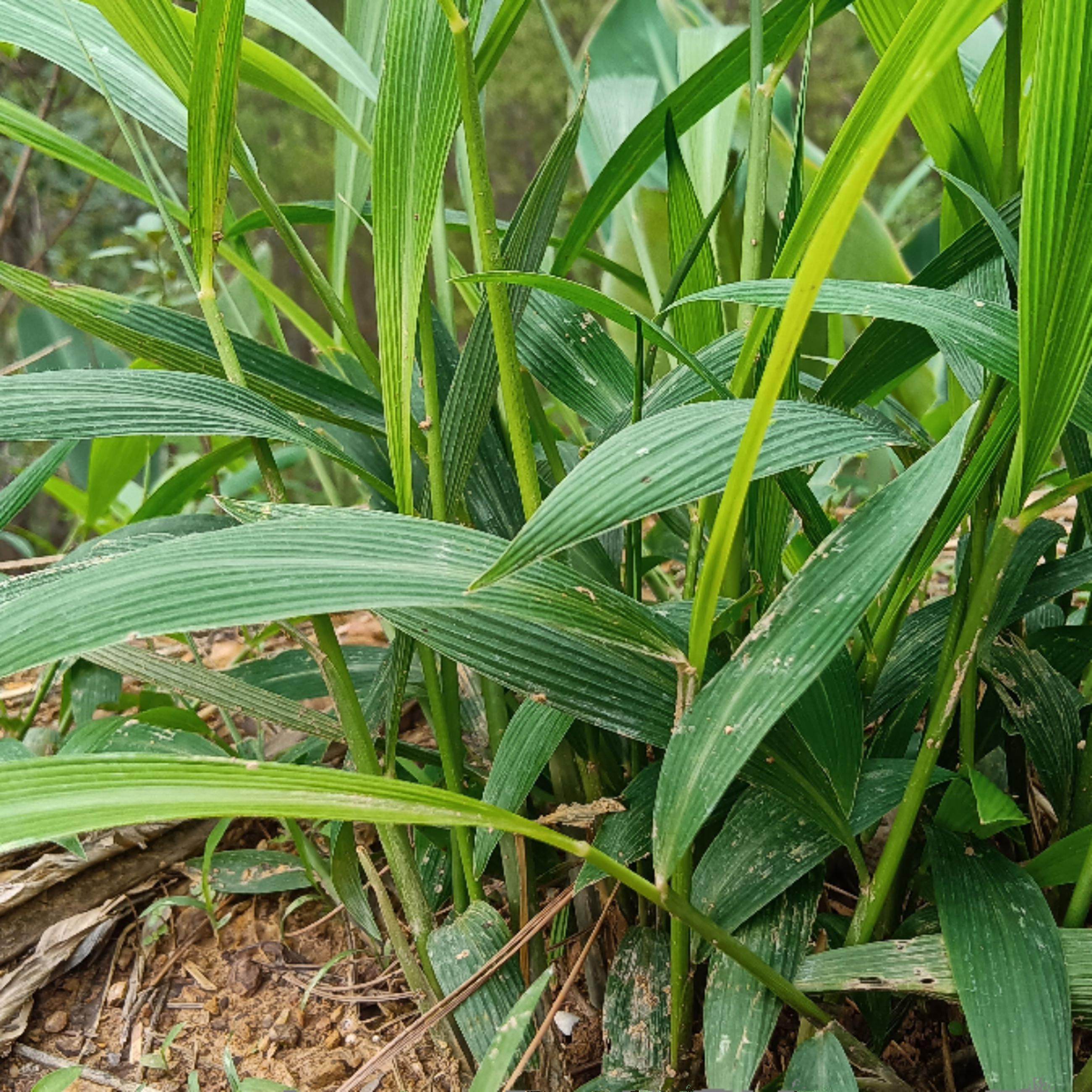 大山里新鲜现挖淡竹叶苗 碎骨子