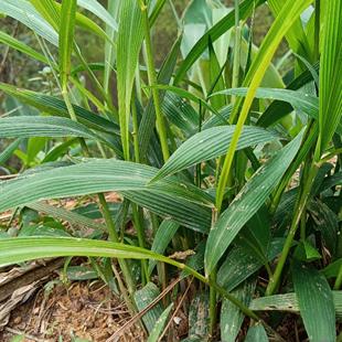 大山里新鲜现挖淡竹叶苗 碎骨子 山鸡米 金鸡米 竹麦冬盆栽庭院
