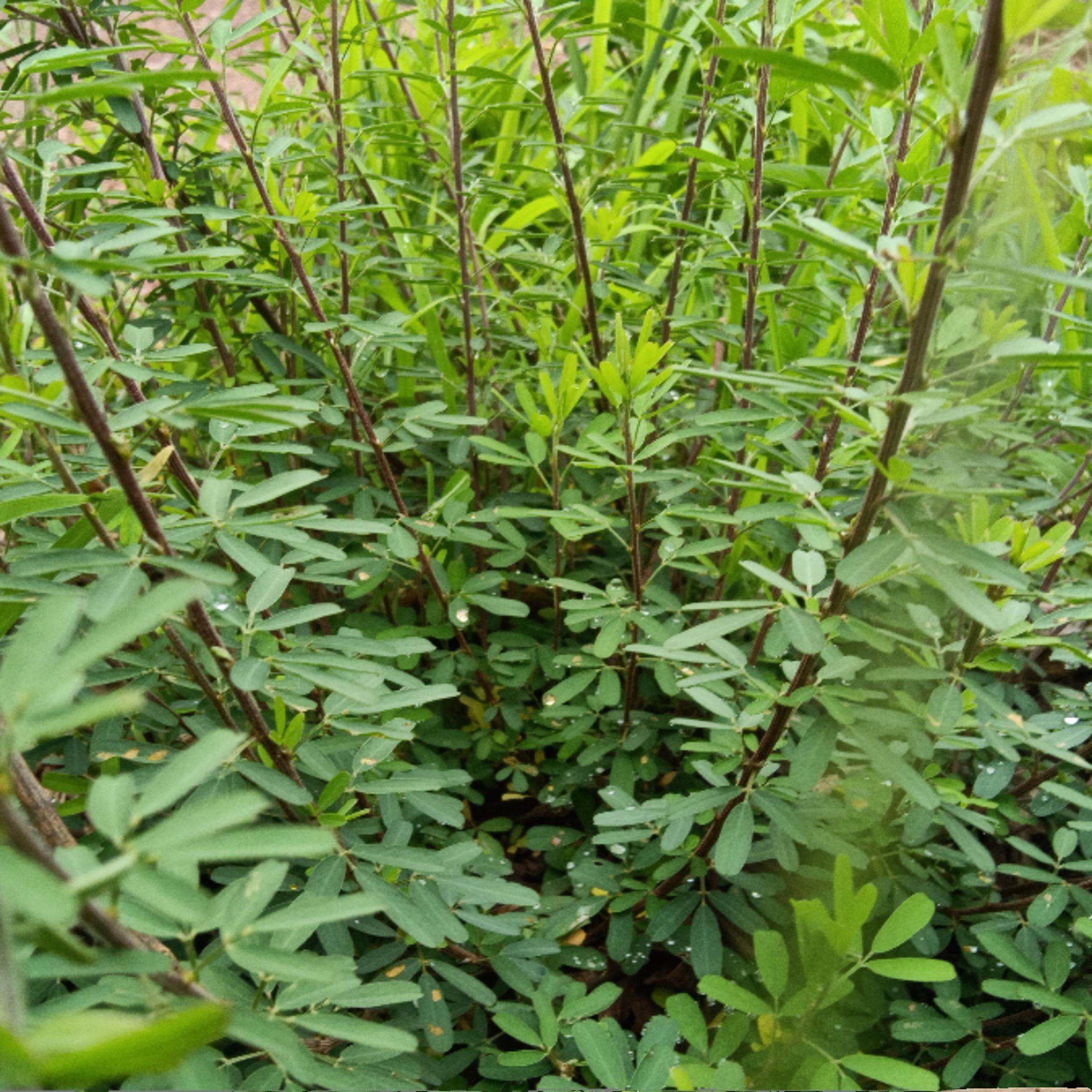 云南中药材夜关门胡枝子