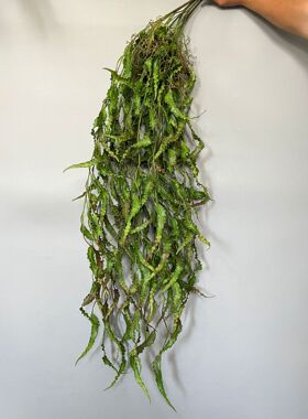厂家现货 仿真植物扁豆草藤条 手感软胶垂吊绿植 花艺墙面装饰