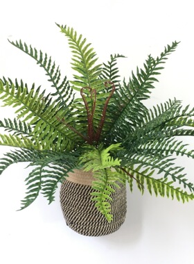 厂家现货仿真植物波斯蕨草 植物墙花艺蜈蚣草 园林工程假绿植蕨类