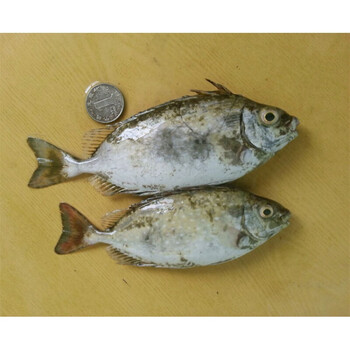 泥猛鱼/直播现称/顺丰发货/保鲜不保活