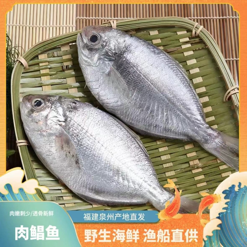 6斤白皮肉鲳--顺丰发货包鲜不包活