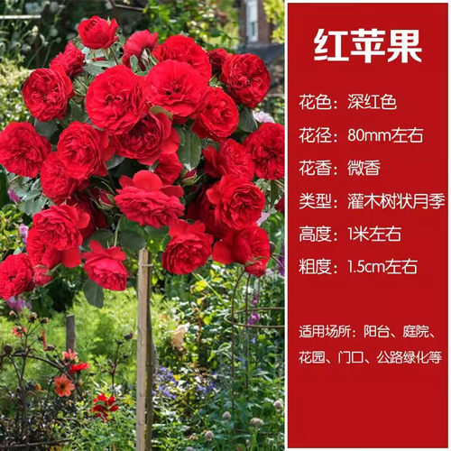 楼顶花卉盆栽棒棒糖浓香型