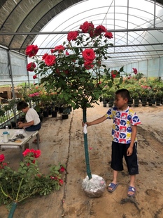 山木香大花型树桩月季庭院阳台玫瑰盆栽棒棒糖树状月季花