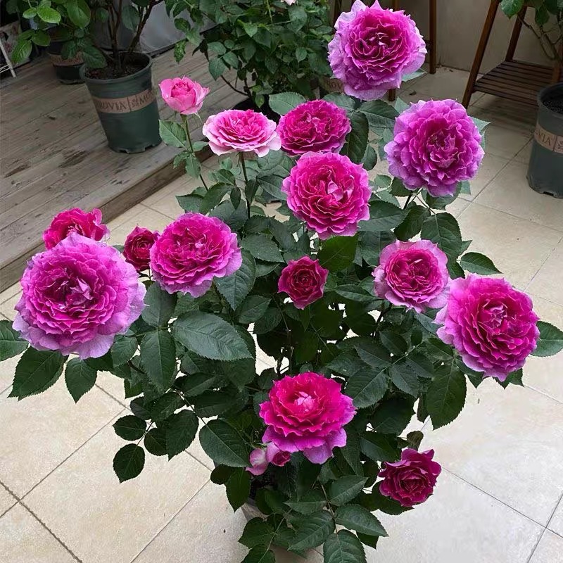 天方夜潭棒棒树型月季花大花浓香多季开花