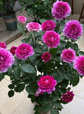 天方夜潭棒棒树型月季花大花浓香多季开花