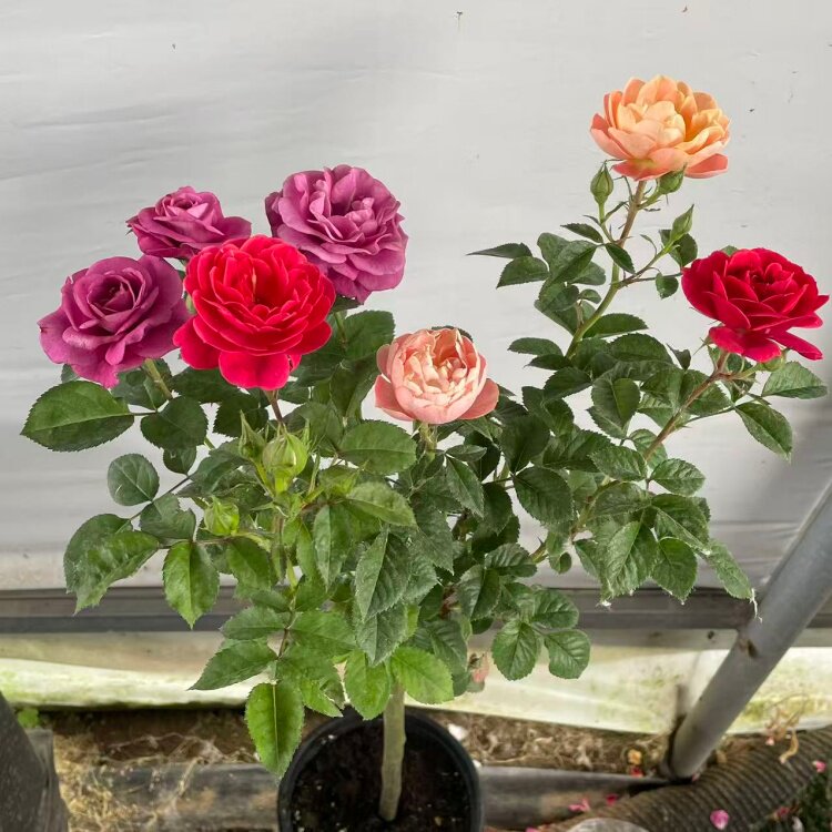 多色月季花棒棒糖花庭院地栽阳台盆栽浓香型花卉