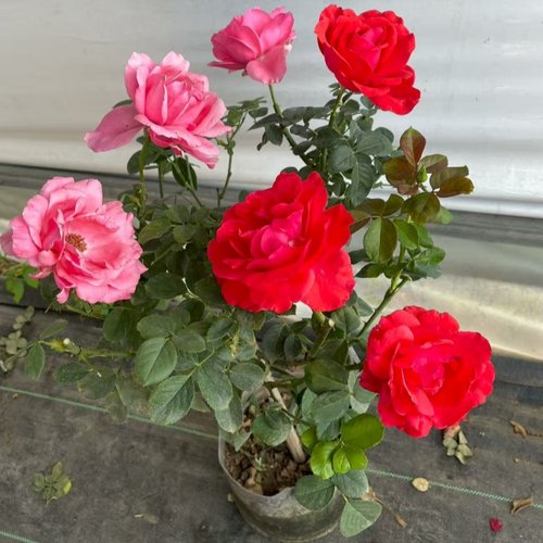 棒棒糖月季盆栽粉扇菲扇树状月季特大花苗带花苞庭院花卉四季好养