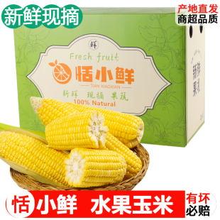 【恬小鲜】广西现摘水果玉米10斤蔬菜生吃甜新鲜玉米棒子苞3/5斤