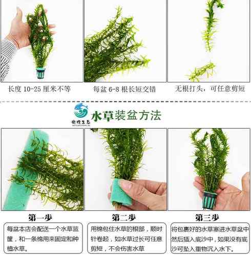 的金鱼养水草价格 的金鱼养水草图片 星期三