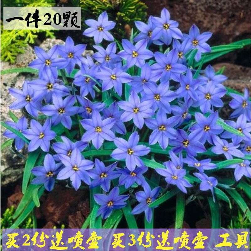 绿植重瓣四季韭兰庭院好养花卉