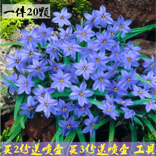 绿植重瓣四季韭兰庭院好养花卉