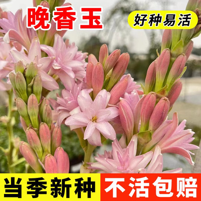 晚香玉种球重瓣大花球根带多芽多年生浓香型切花庭院阳台花卉盆栽