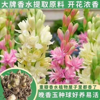 晚香玉种球重瓣纯白色多年生宿根庭院盆栽花卉多芽点易成活