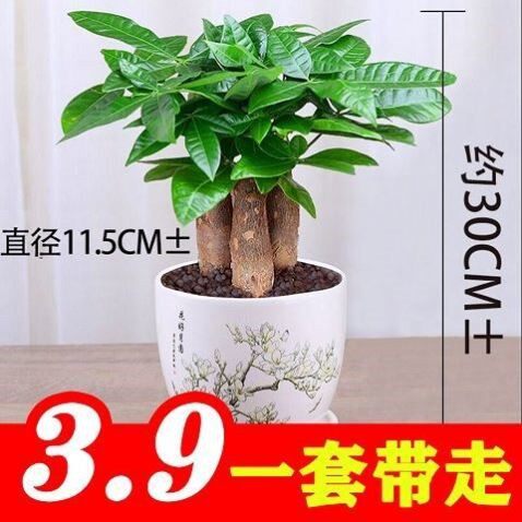 发财树招财树盆栽独杆懒人绿植桌面树苗净化空气室内绿植花卉客厅