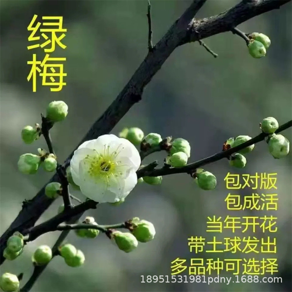 复色梅花树苗地栽四季室内外庭院盆景老桩红梅绿梅朱砂宫粉梅梅花
