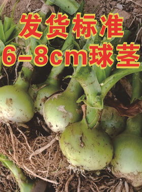 绿色花卉盆栽种球 海葱 虎眼万年青 玻璃球 花卉盆栽欣赏室内盆栽