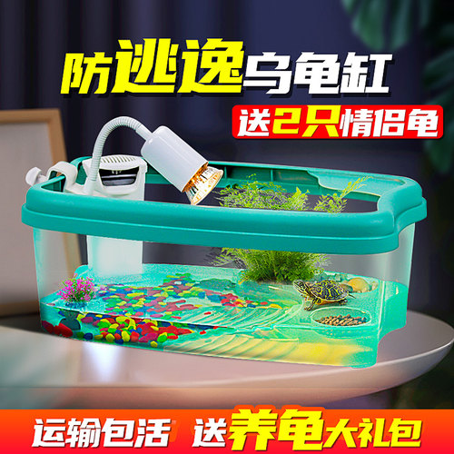 观赏家养珍珠巴西网红活体乌龟