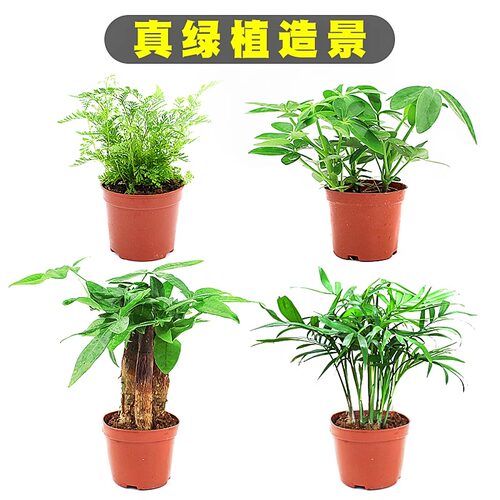 乌龟缸真绿植黄缘龟缸装饰造景套餐植物发财树椰子生态懒人鸭掌木