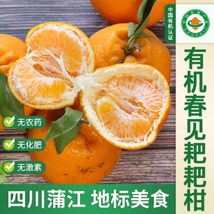 【顺丰】四川蒲江有机春见耙耙柑大果无农药当季新鲜水果橘子柑橘