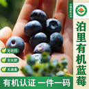 山东有机蓝莓有机种植无农药颗粒饱满纯人工采摘天然花青素