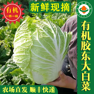 顺丰包邮正宗胶州胶东有机大白菜