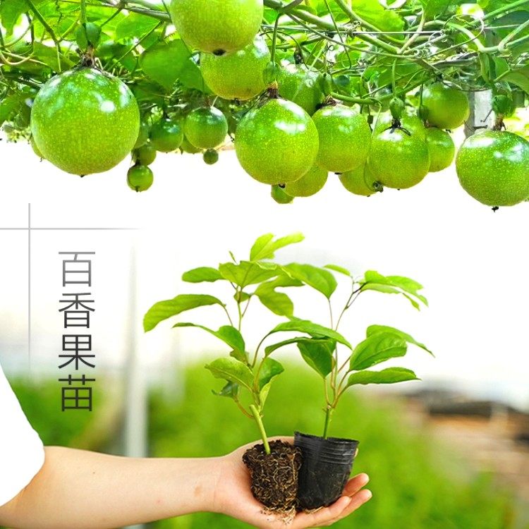 纯甜百香果嫁接大果黄金百香果苗