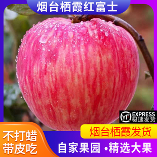 冰糖一级精品10斤脆甜丑平果 烟台红富士苹果栖霞新鲜应当季 水果