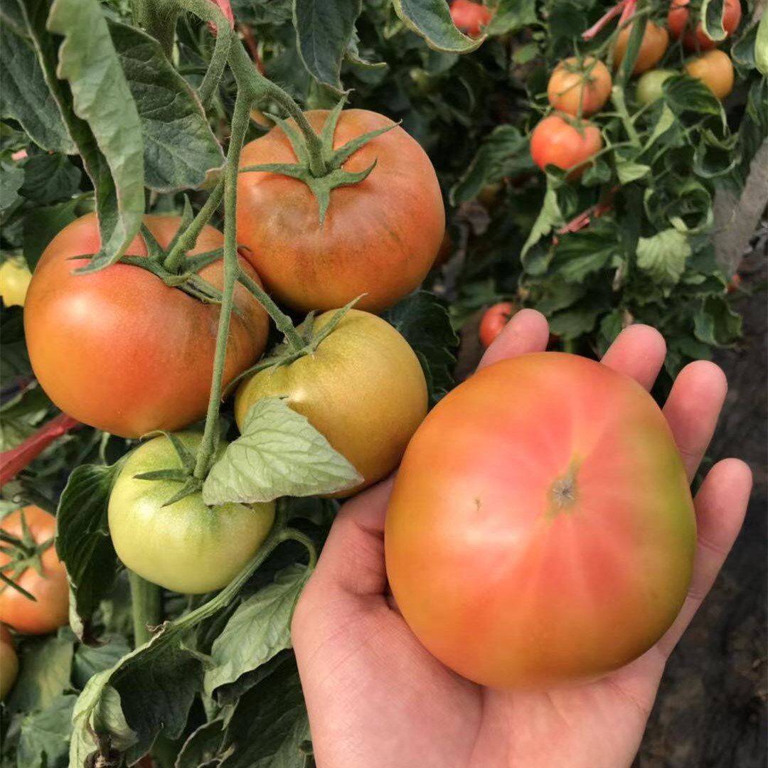 现摘新鲜农家自然熟海阳酸甜黄筋黄金西红柿番茄带箱6斤装包邮