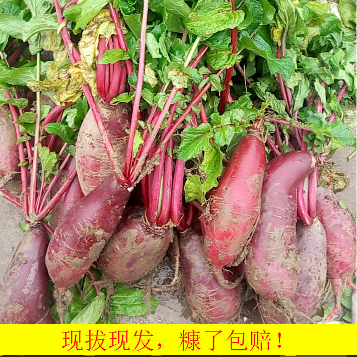 Shandong Zaozhuang specialty Carrots Redskins radish Farm Fresh vegetables 4in the Aquatic meat/Fresh fruits and vegetables/Cooked , Fresh vegetables/Vegetable products , Fresh vegetables , radish category - from Buy2taobao.com to provide professional Taobao agent buy service