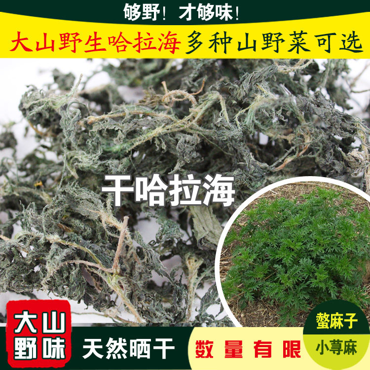 干哈拉海旱哈拉海螫麻子小荨麻水哈拉海承德特产干货200g包邮