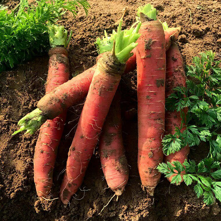 四川新鲜蔬菜 自种胡萝卜 细心红萝卜 农家蔬菜红萝卜8斤装包邮