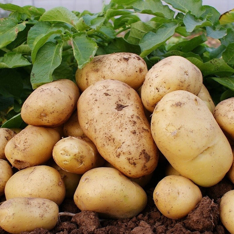 土豆新鲜蔬菜东北农家自种2019新货现挖黄心面土豆带箱5斤装