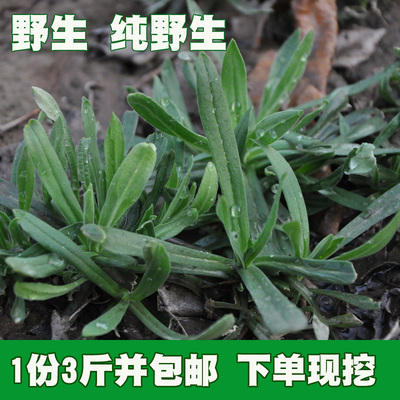 农现挖新鲜扫帚菜时令蔬菜蒸野菜 3斤装包邮