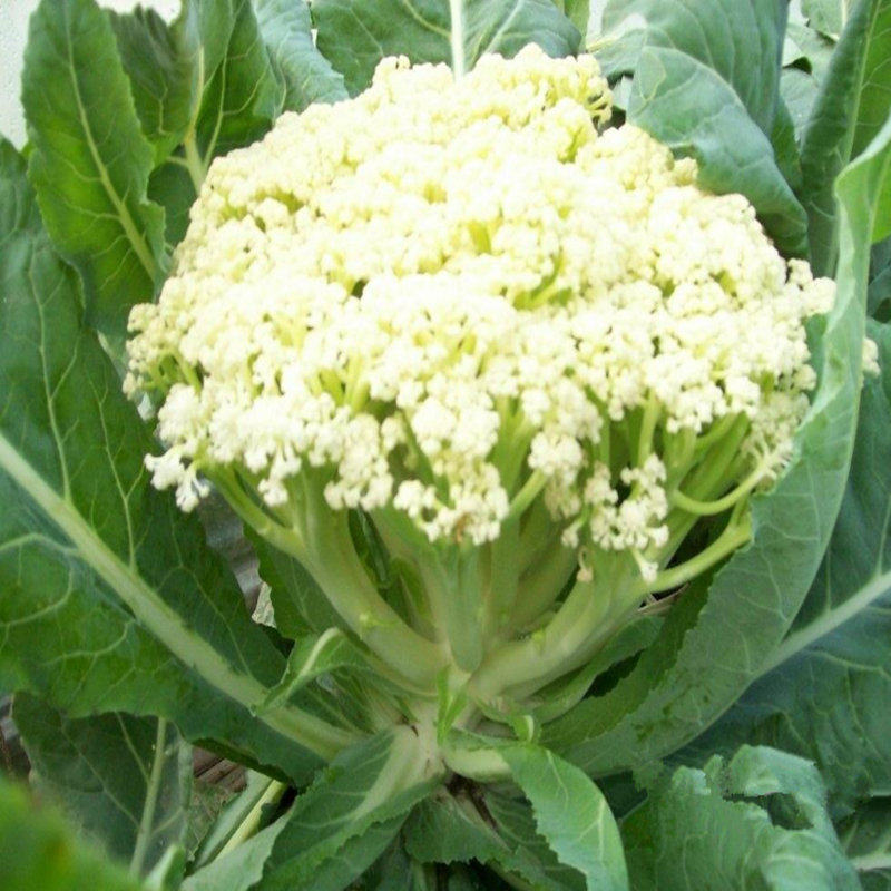 新鲜蔬菜梗松花菜 农家种植5斤装包邮花椰菜 菜花新鲜包邮散花菜