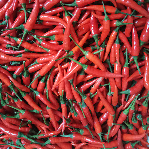 湖南特产农家自种新鲜辣椒小红辣椒小米辣500g新鲜蔬菜