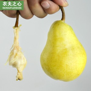 烟台软糯太婆梨软梨啤梨香梨新鲜水果5斤新疆库尔勒全母梨雪花梨