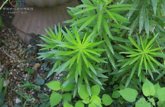新鲜小白酒草一斤 名小蓬草 加拿大蓬 小飞蓬 祁州一枝蒿去湿