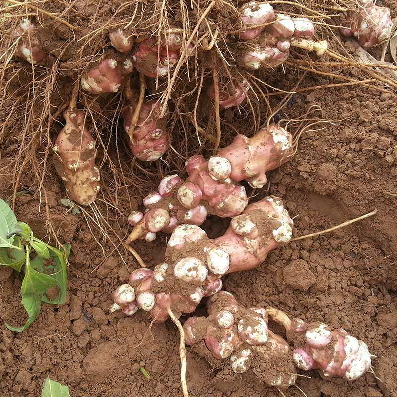 【现货】现挖新鲜洋姜5斤野姜不辣姜蔬菜甜洋姜紫皮红果洋姜菊芋