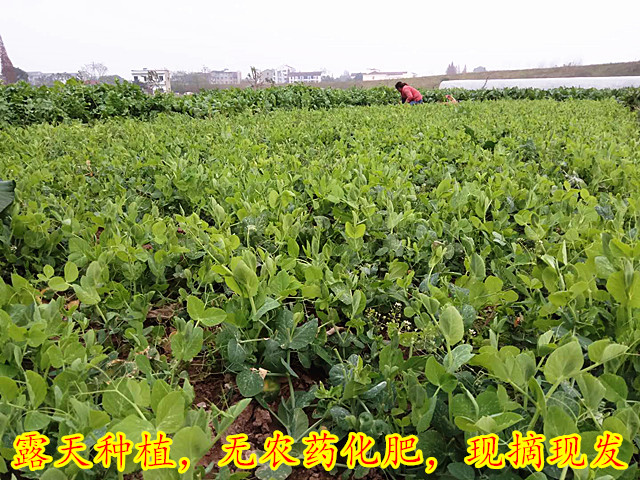 新鲜碗豆叶豌豆苗龙须菜时令蔬菜青豆尖豌豆尖蔬菜5斤包邮冷链