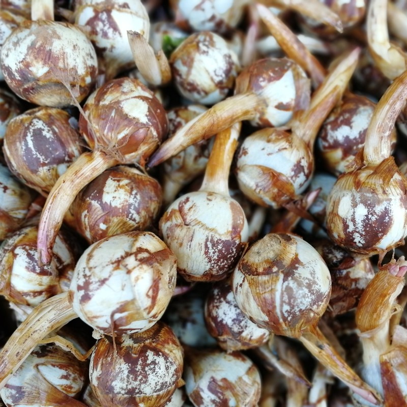 白慈姑新鲜5斤包邮茨菰白茨菇蔬菜粉糯马蹄鲜慈菇白地栗农家现挖