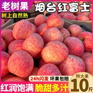 苹果丑红富士9平果10烟台新鲜现摘甜整箱现发脆 斤水果应季